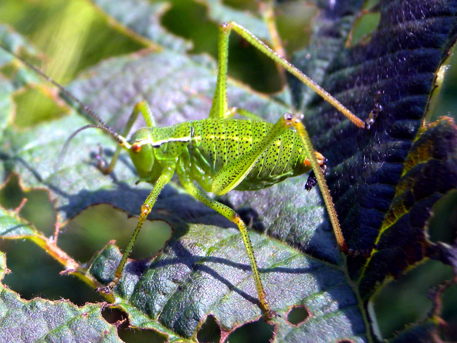 Leptophyes sp.